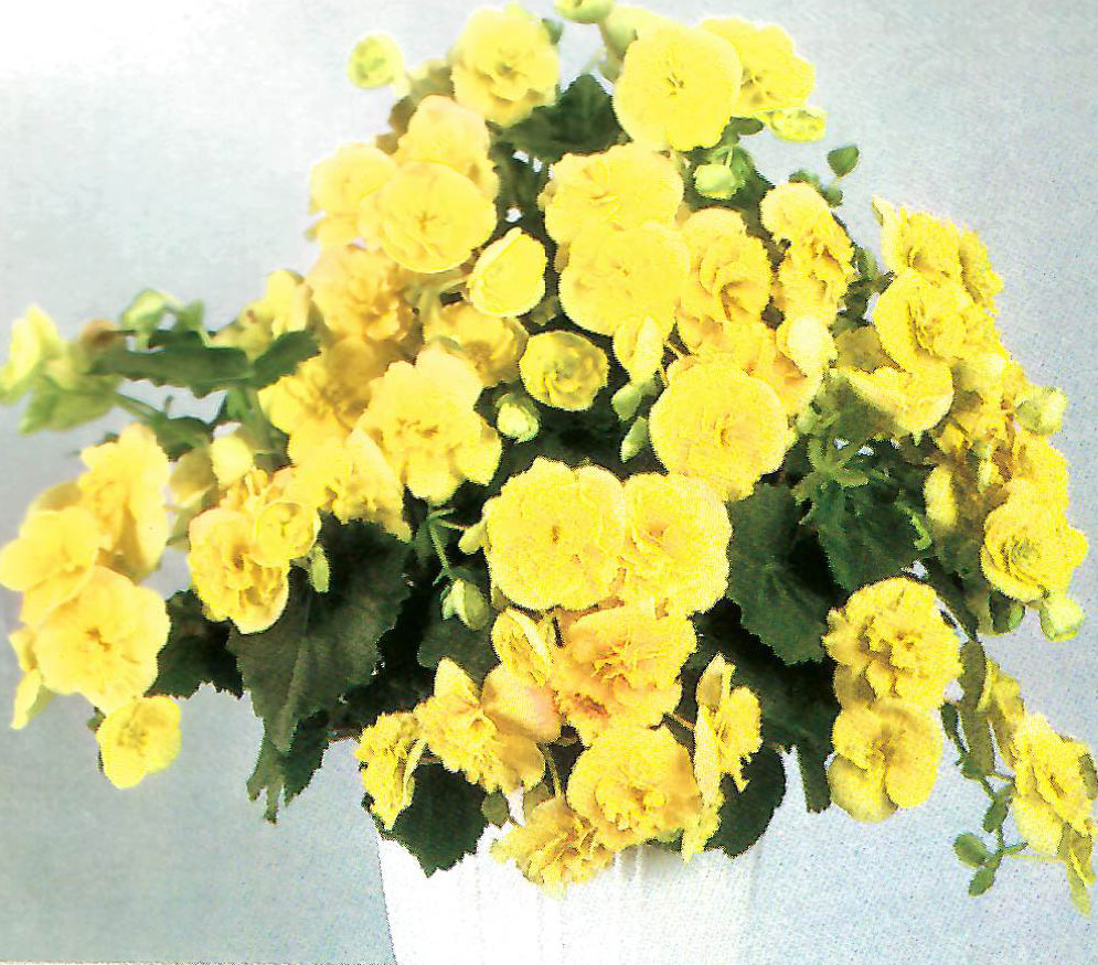 B. ‘Tiara’